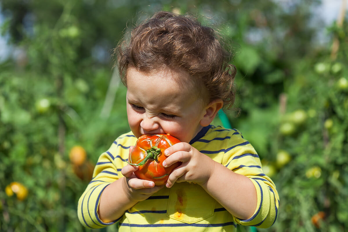 niño comiendo un tomate a mordiscos en el campo
